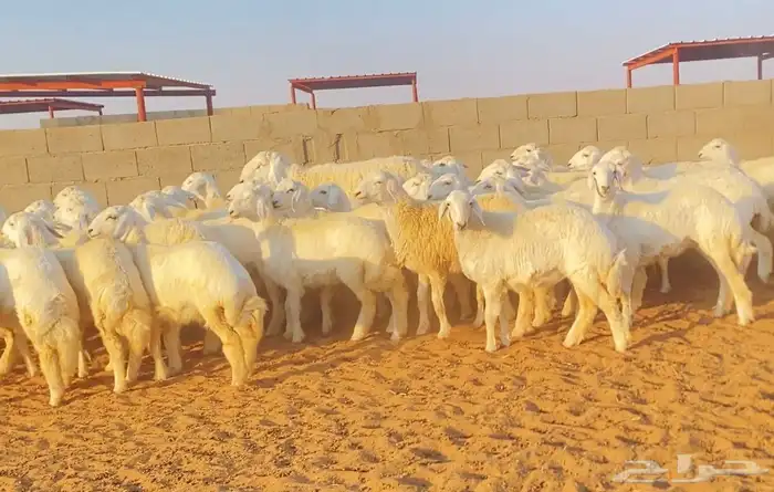 رخال حريه حرش صنف 3