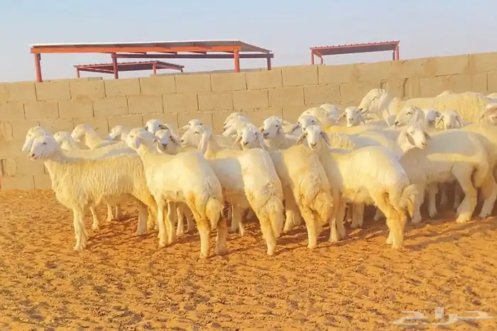 رخال حريه حرش صنف 2