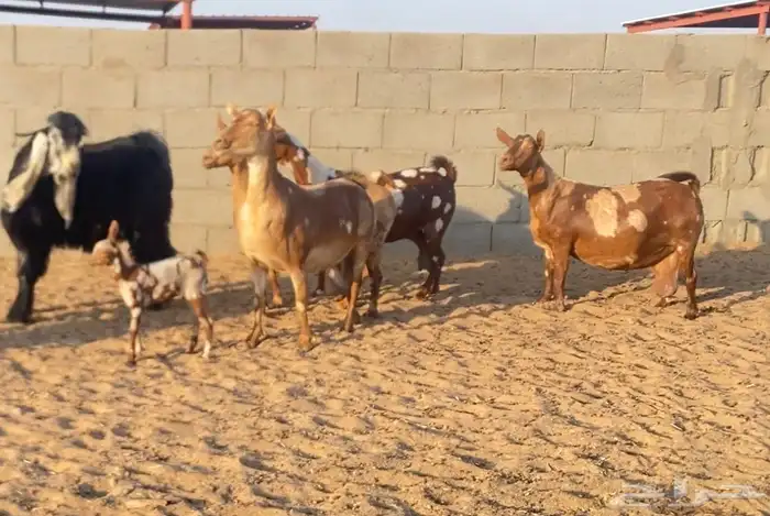 ماعز جنوبي دفيع ومضاريع 1