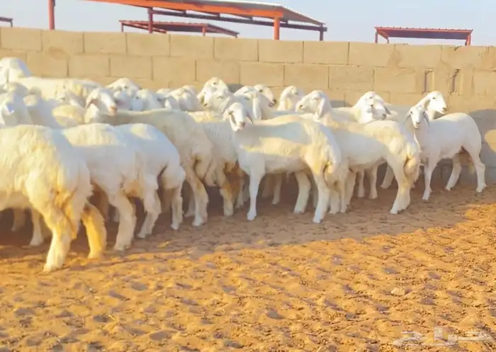 رخال حريه حرش صنف 1