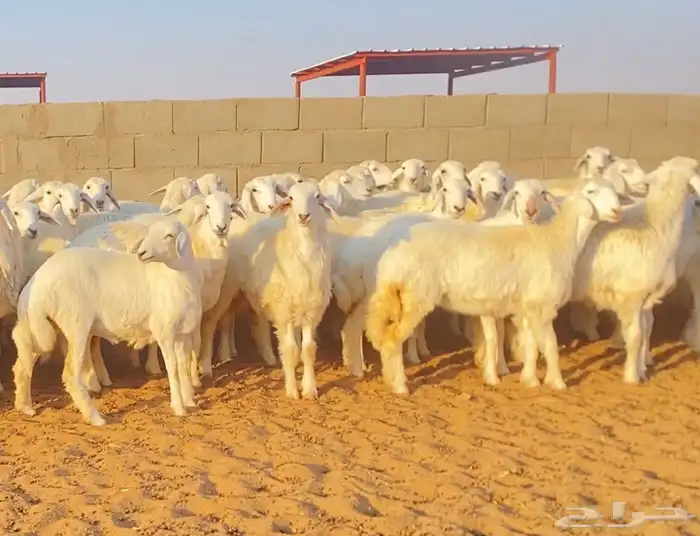 رخال حريه حرش صنف 6