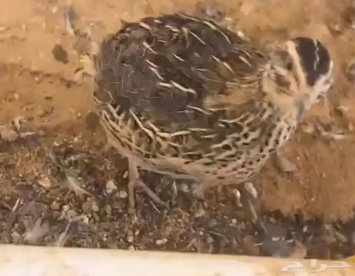 بيض سمان تكساس وعادي 0