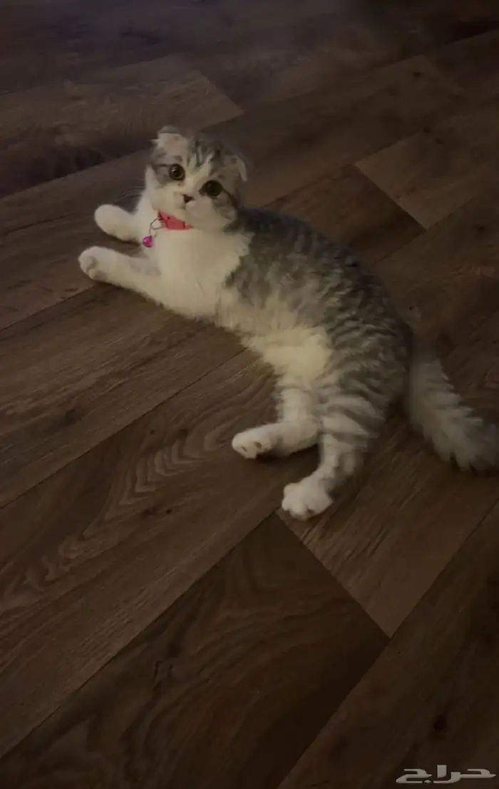 قطه القطه نوعها سكوتش فولد بيور نضيفه معاها كرت تطعيمات 3