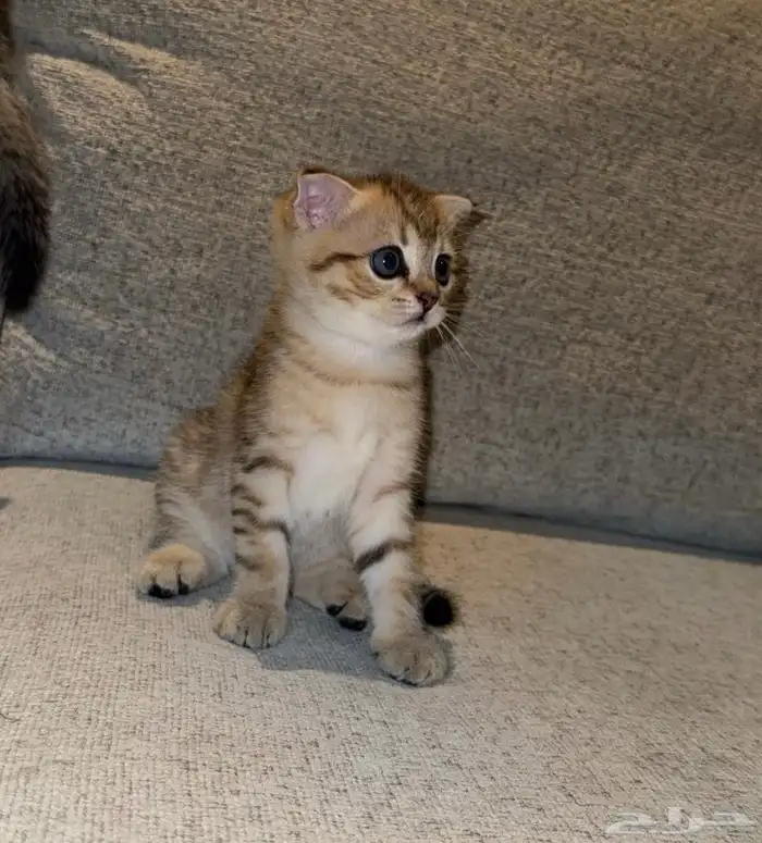 سكوتش فولد 1