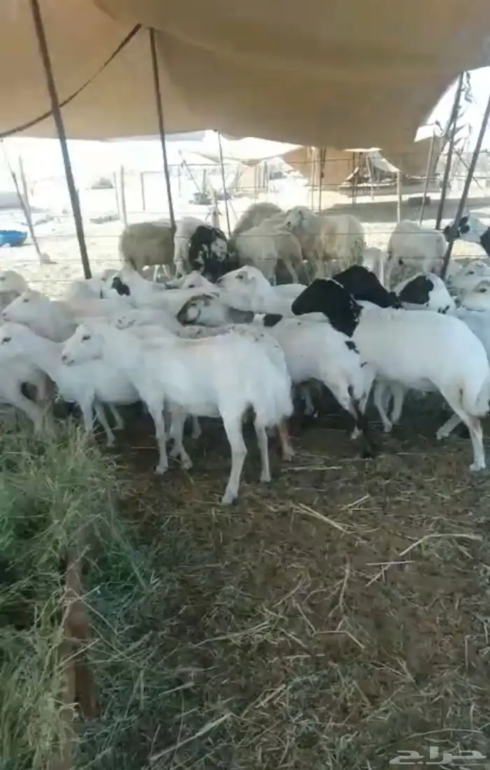 للبيع ضان رفيديات مواليد وفيع 0