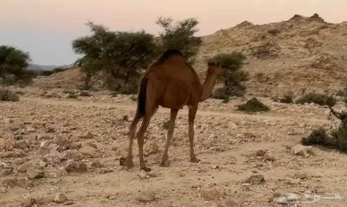 بكره ساحليه 1