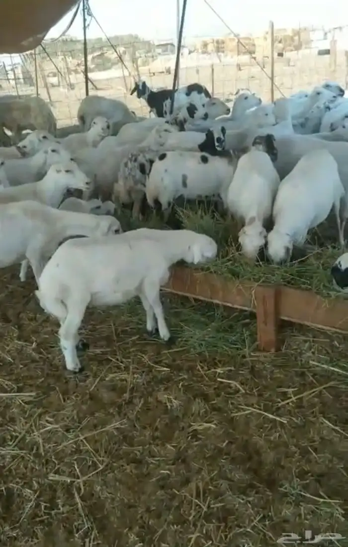 للبيع ضان رفيديات مواليد وفيع 2