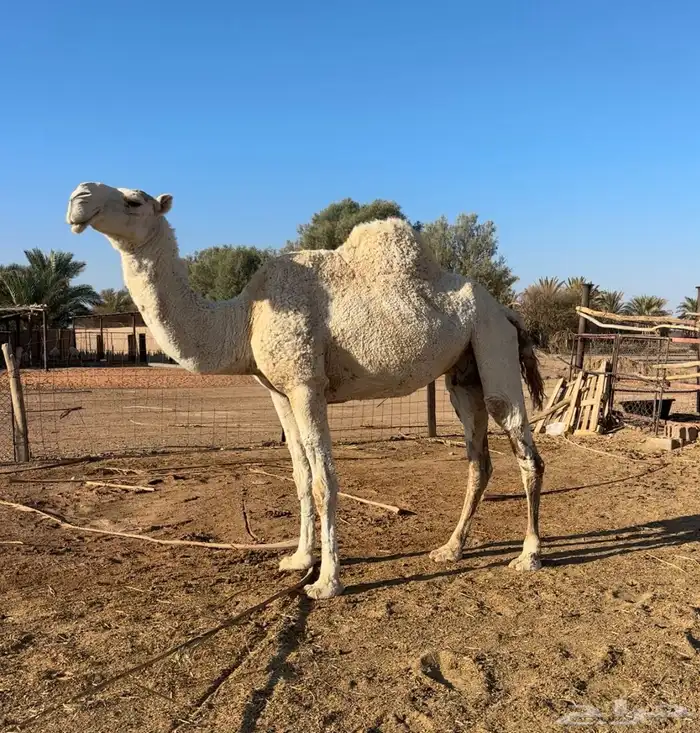 معشر وضروبه 1