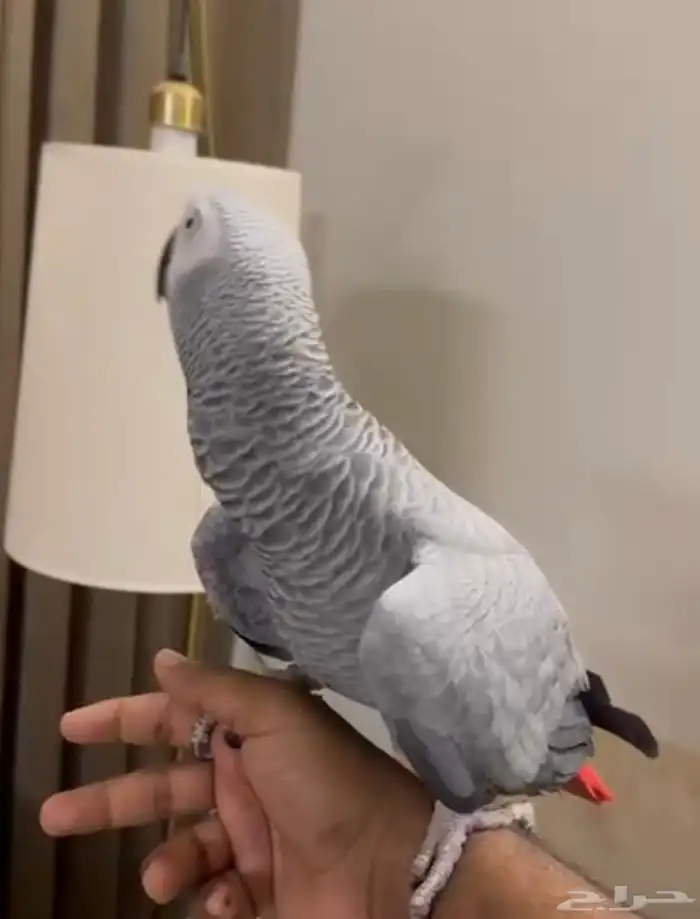 كاسكو اليف حمامه. حجم سوبر سوبر حامبو لون ثلجي 4