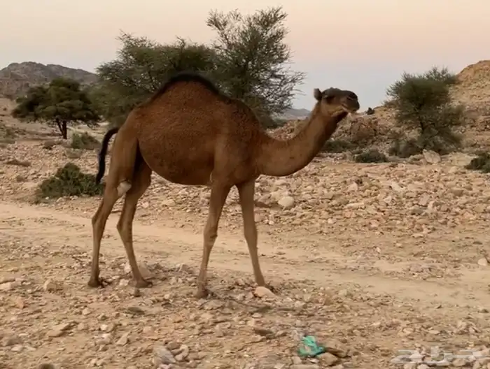 بكره ساحليه 0