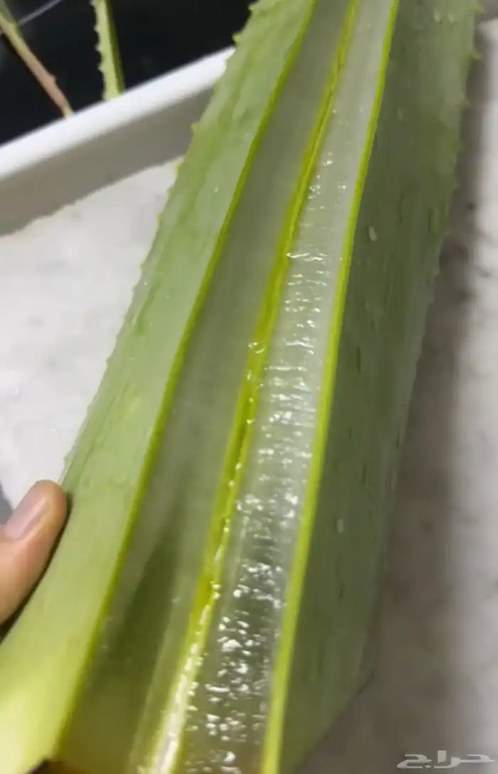 صبار طبيعي ( ألوفيرا ) 0