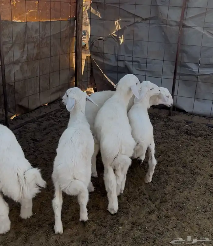 بهم مندي حري فل الفل شعره وطرف 2