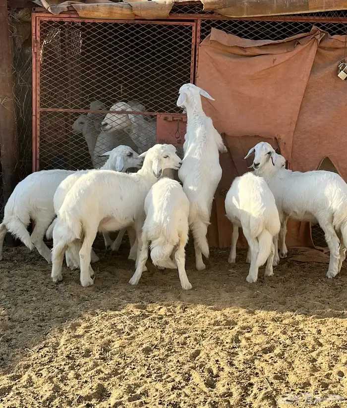 رخال للبيع - 1