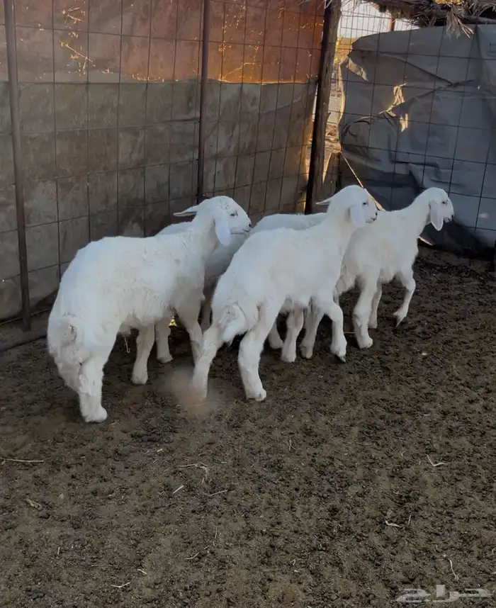 بهم مندي حري فل الفل شعره وطرف 0