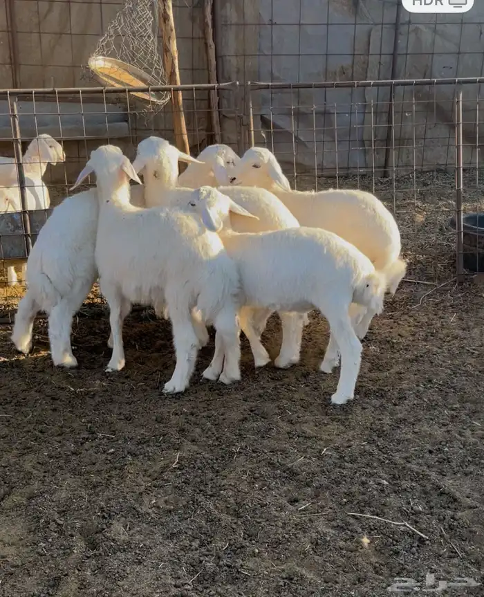 بهم مندي حري فل الفل شعره وطرف 1