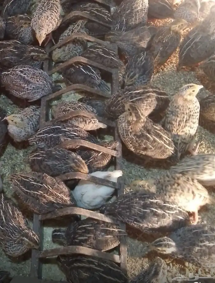 سمان بلدي العمر شهر تقريبا الصحة جيدة 1