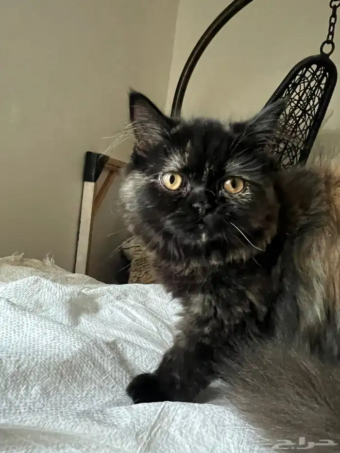 قطط شيرازي 2