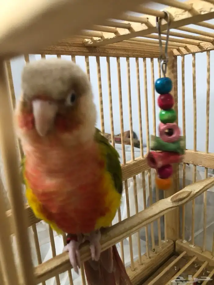 للبيع ببغاء روز 2