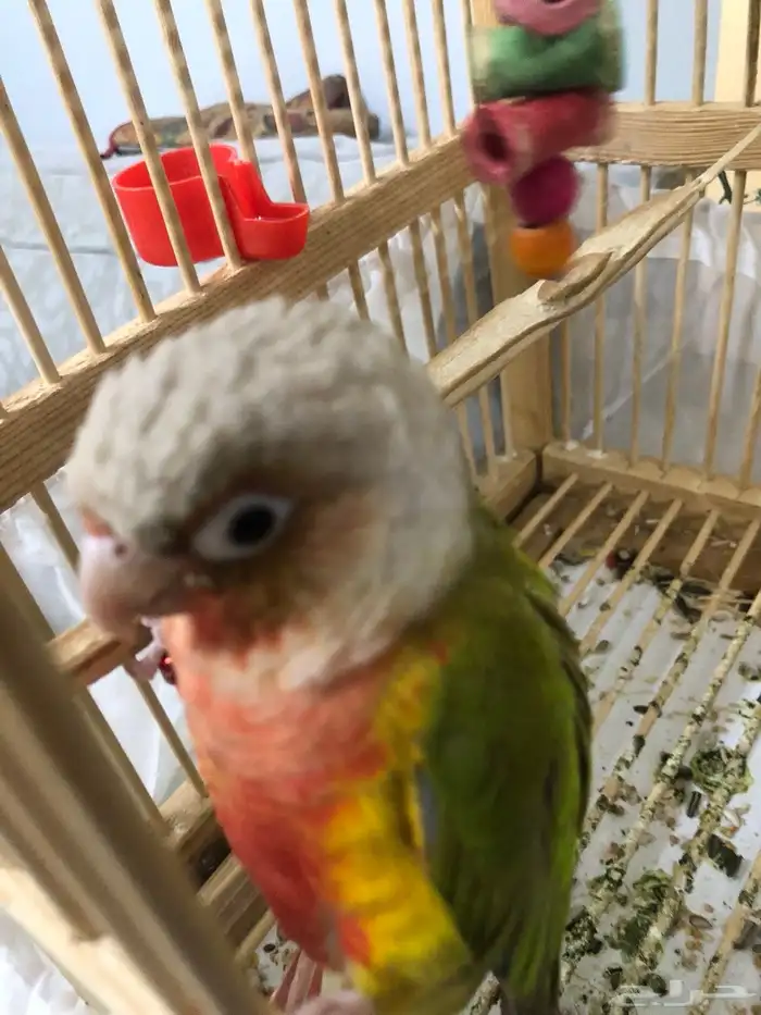 للبيع ببغاء روز 0