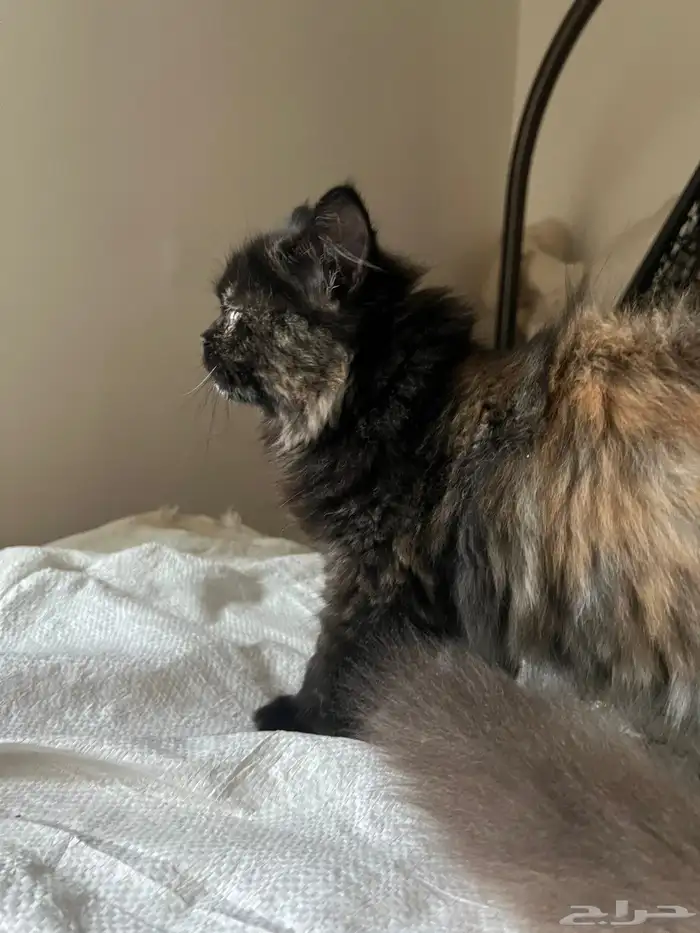 قطط شيرازي 4