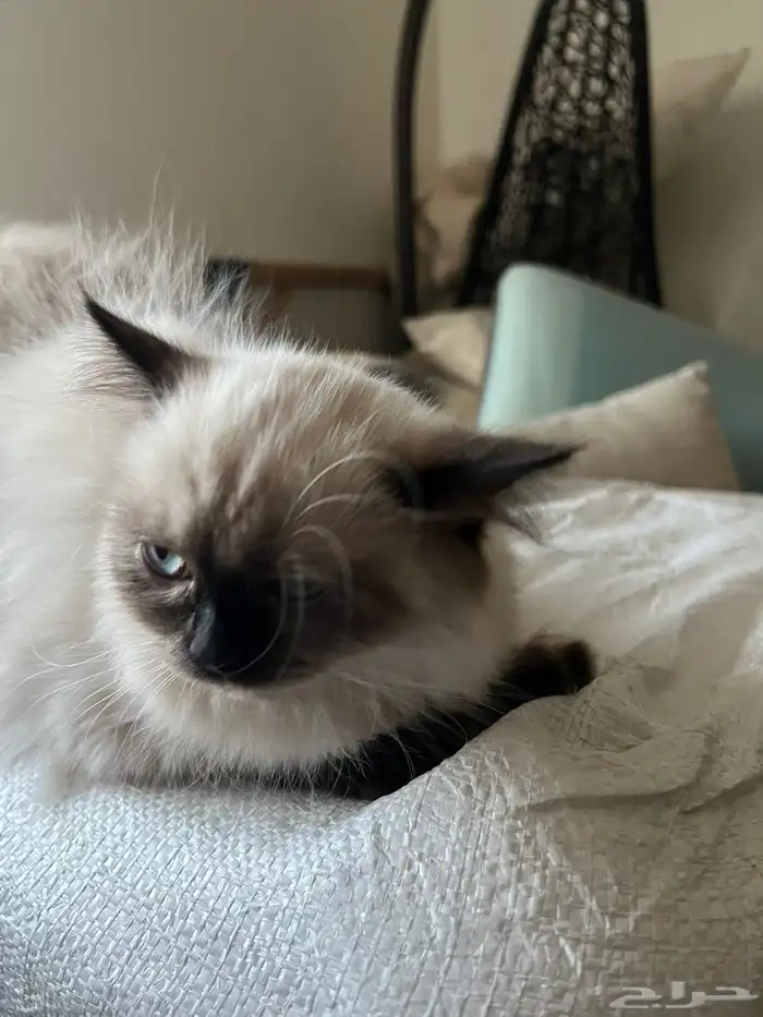 قطط شيرازي 5