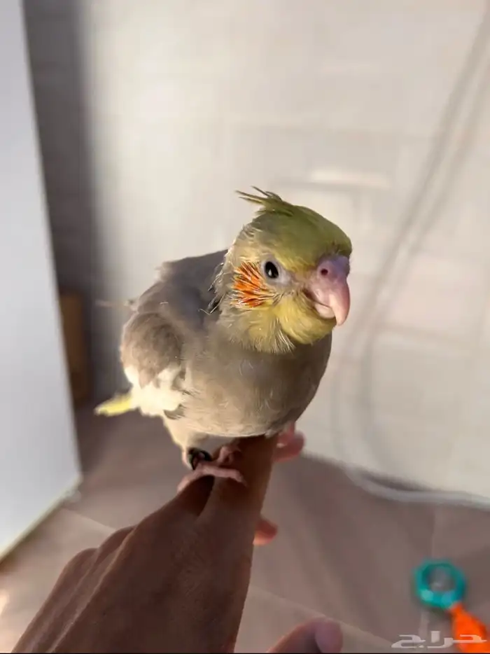 ببغاء كروان اليف وهدد وصحه الف 2