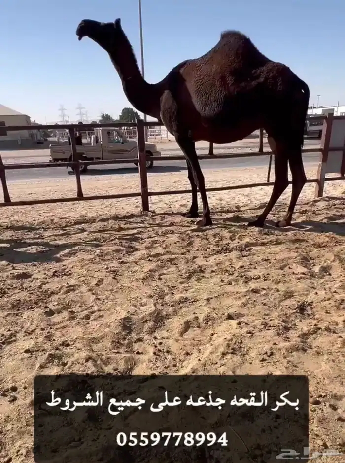 القاح القحه وعشاير ضرايب ضروبه 1