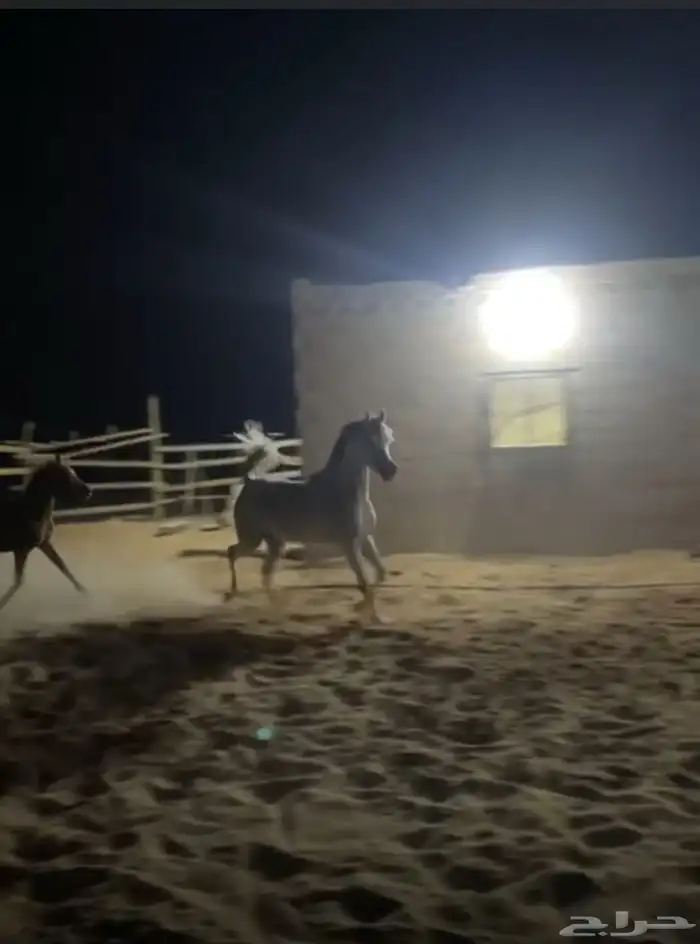 فرس شعبيه كفو 3