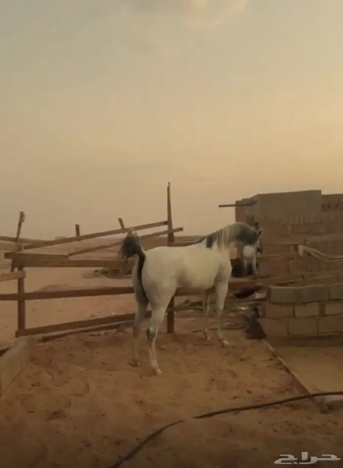 فرس شعبيه كفو 2