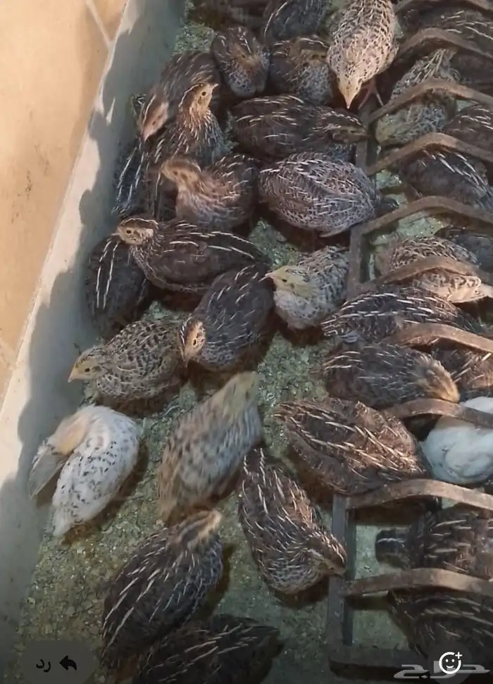 سمان بلدي العمر شهر تقريبا الصحة جيدة 0