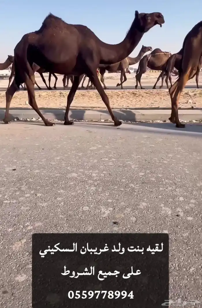 القاح القحه وعشاير ضرايب ضروبه 6