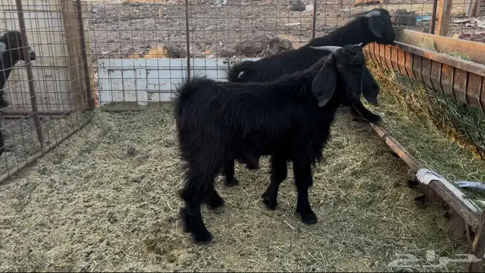 للبيع تيوس فل شحم ومخاصي 0