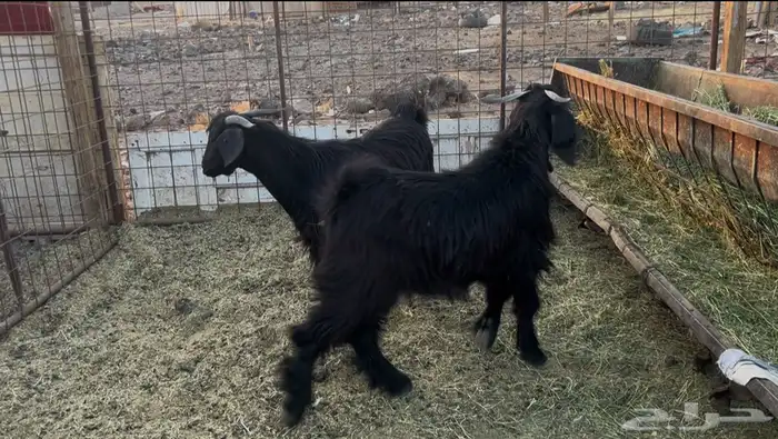 للبيع تيوس فل شحم ومخاصي 1