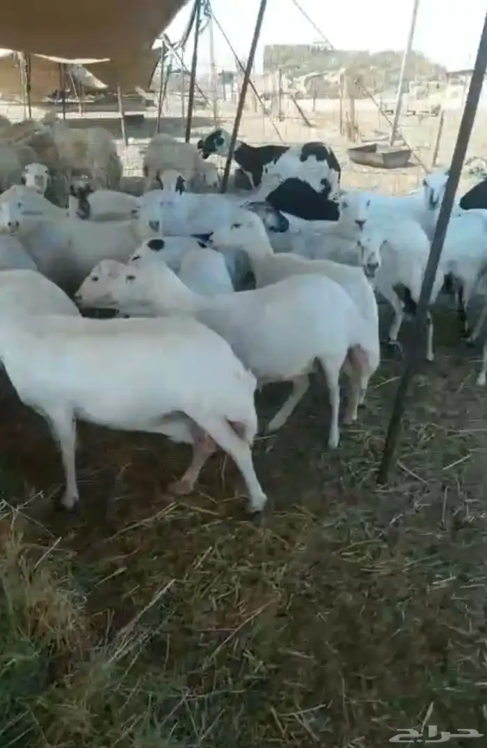 للبيع ضان رفيديات مواليد وفيع 1