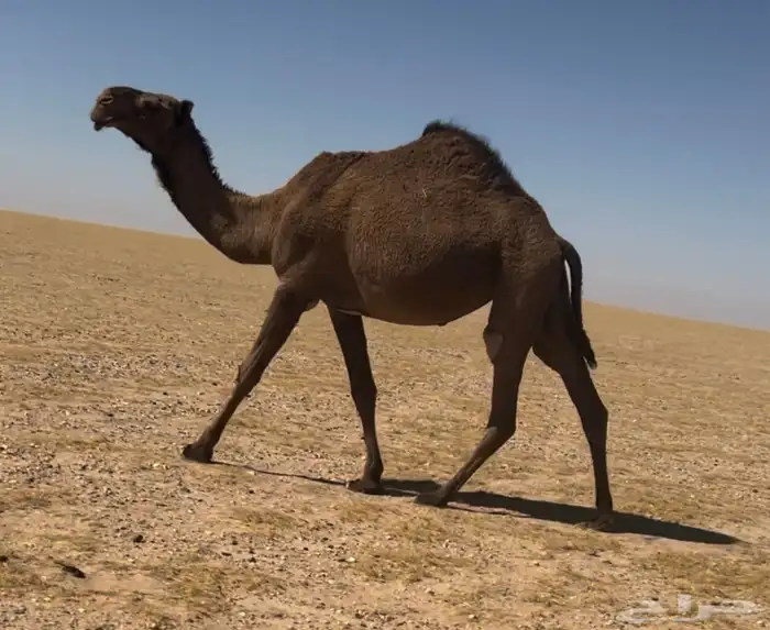 للبيع صفرا ضريبه 0