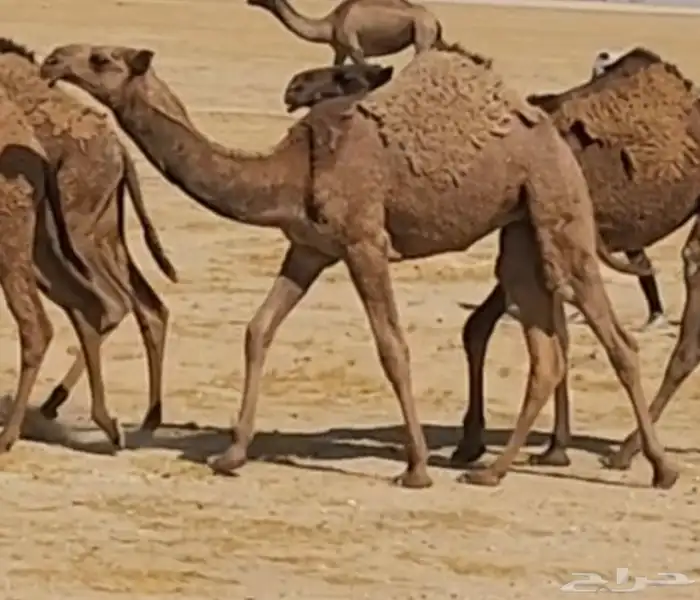 مفروده شعلا كفو 0