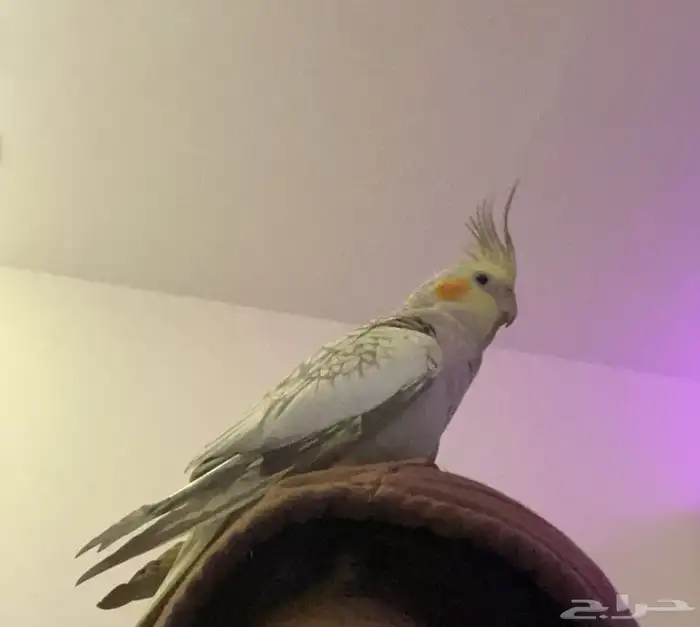 ببغاء كروان 1
