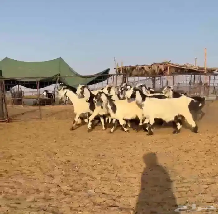 تم البيع. ماعز مصريات ربد 0