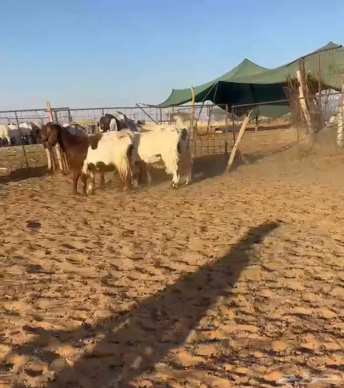 تم البيع. ماعز مصريات 0