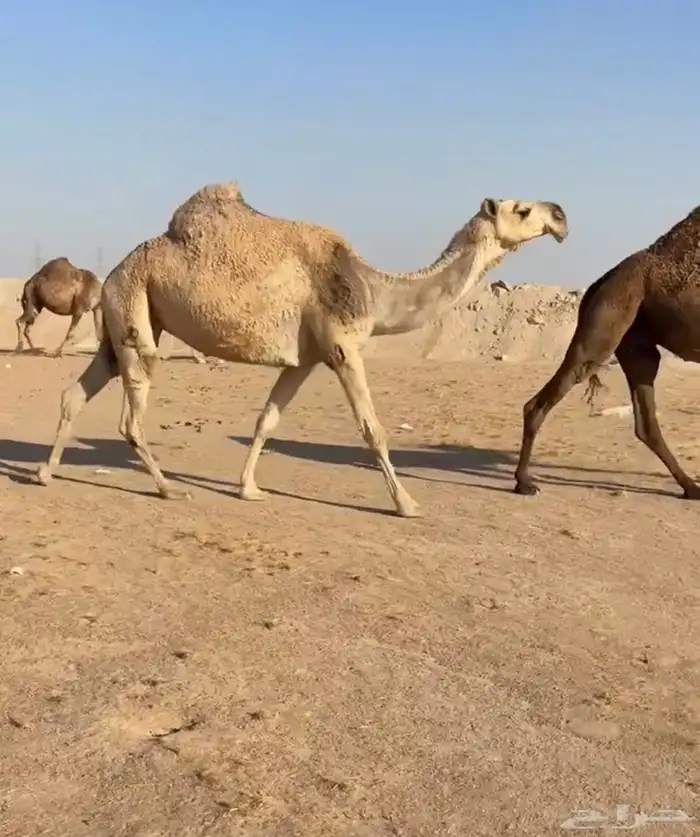 ضريبه مشروطه ومنتج 0