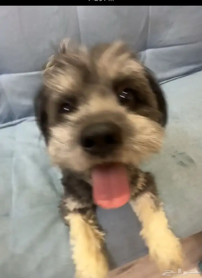 كلبين  مالتيز أنثى وذكر 1