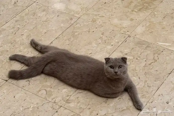 قطة انثى للتزاوج 0