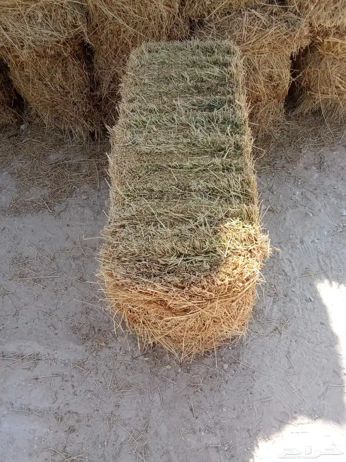 اعلاف برسيم 7