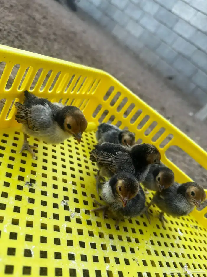 صوص دجاج سبرايت نحاسي 3