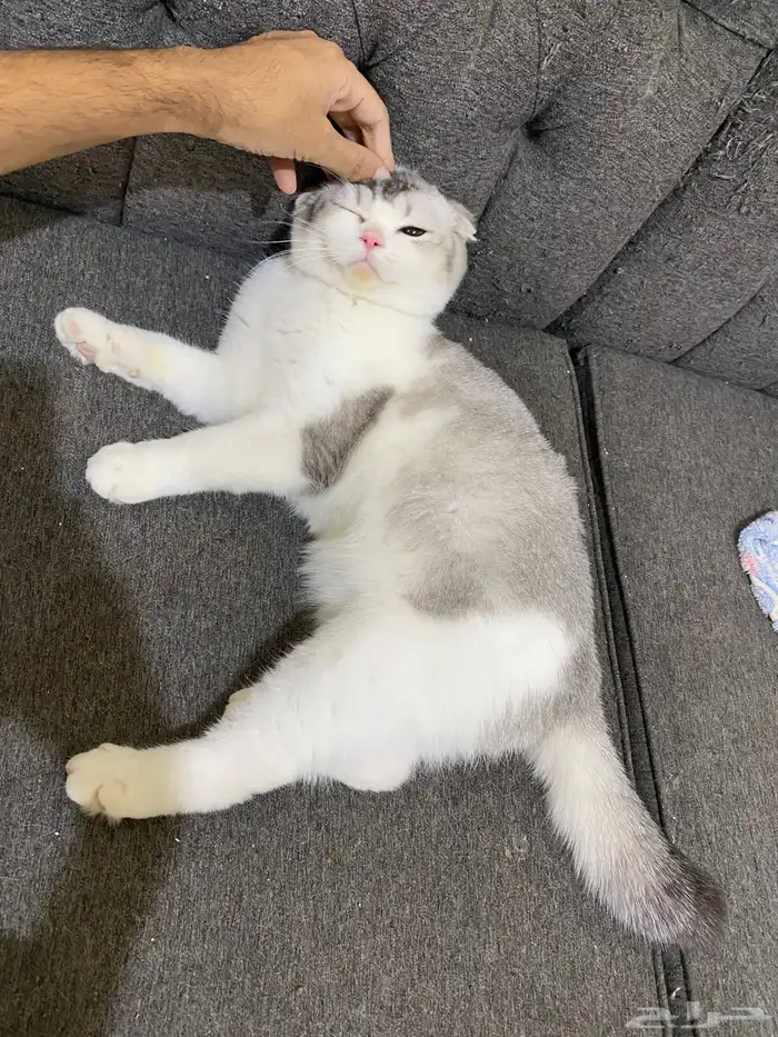 اوتيل قطط زواج. عناية. 1