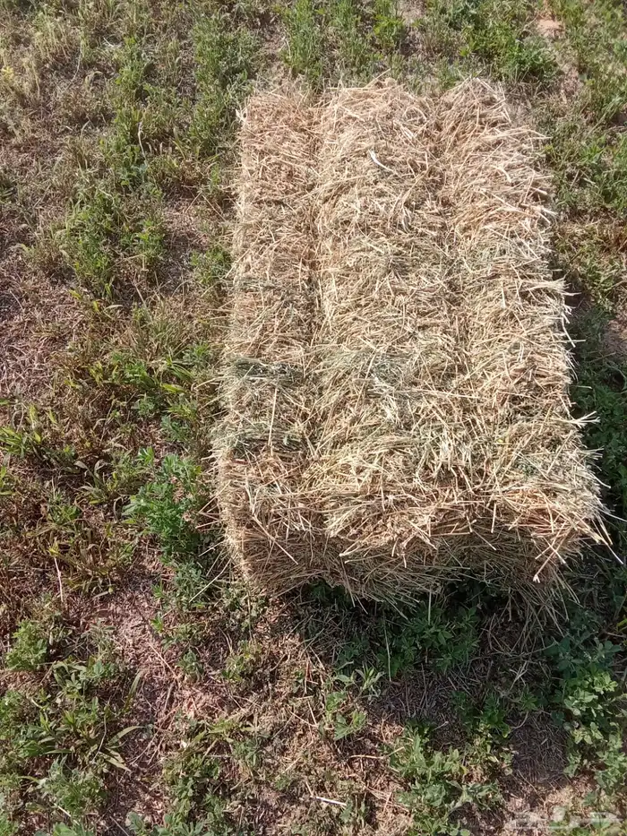 اعلاف برسيم 1