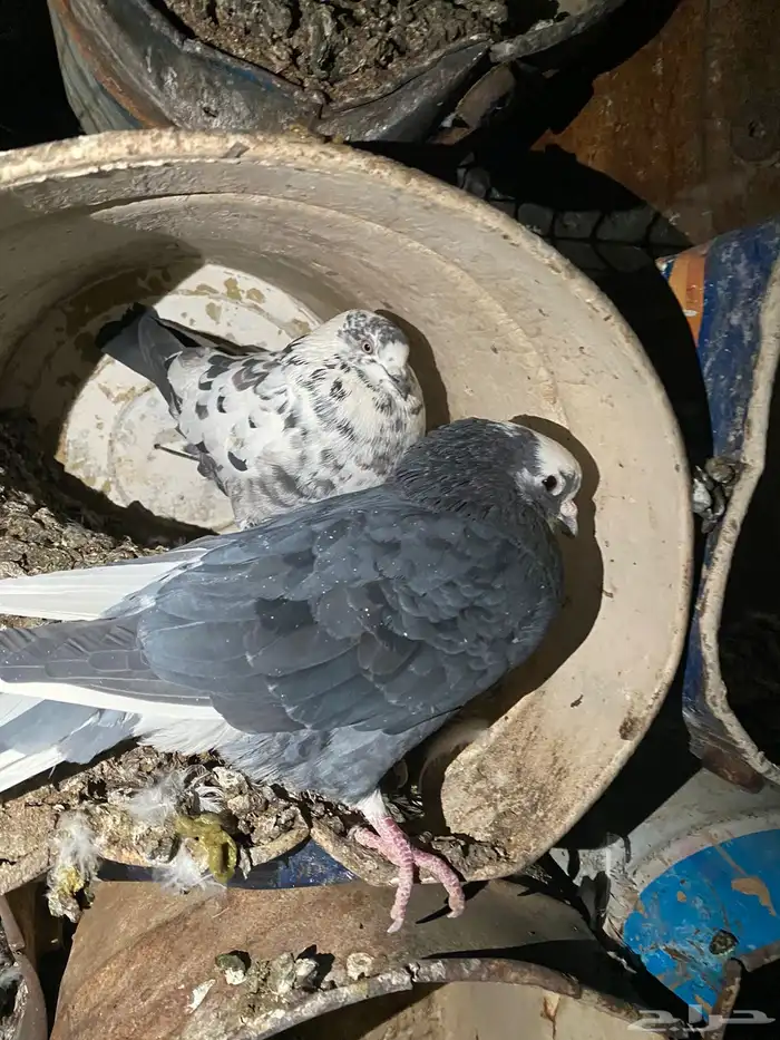 حمام مشكل 15