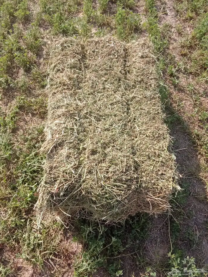 اعلاف برسيم 3