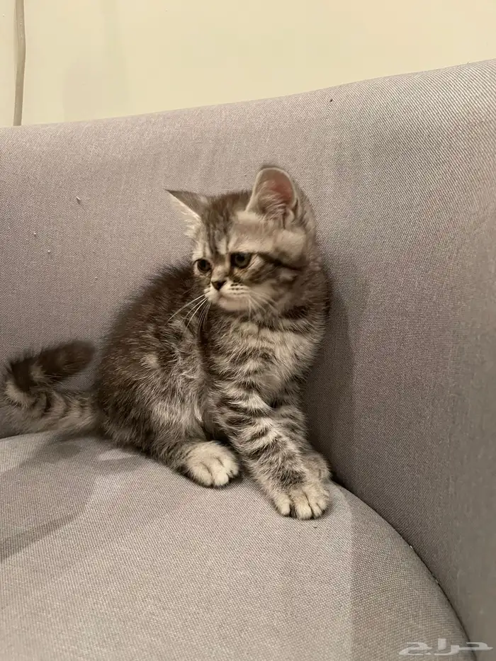 قطة للبيع عمر4 شهور 1