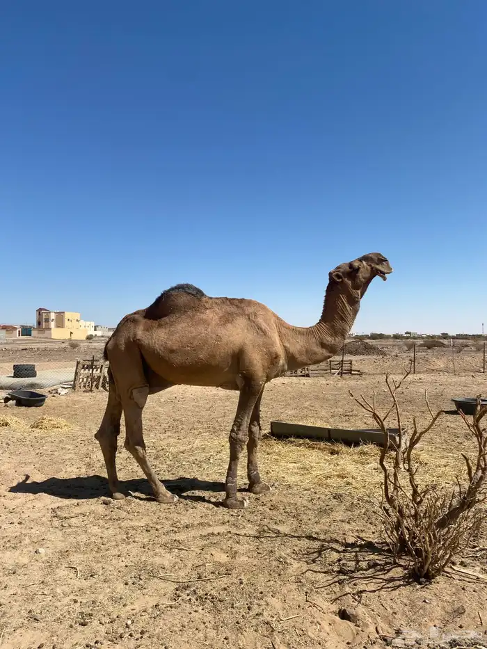 بعير باكستاني 3